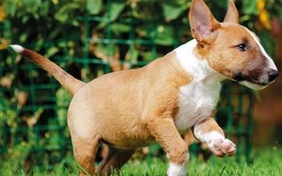 5 Commands You Should Teach Your Puppy