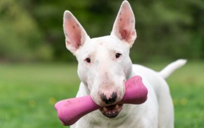 A Guide To Bull Terrier Health And Nutrition