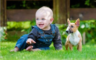 10 Traits that Make Bull Terriers Lovable Family Pets