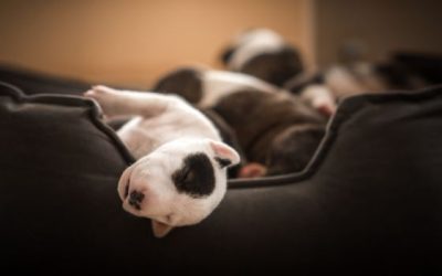 Bull Terriers: Surviving the Puppy Years